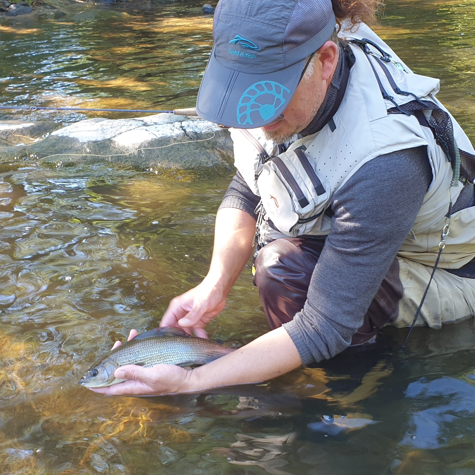 peche de l'ombre commun à la mouche sur la haute vallée de la loire et de l'allier